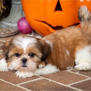 Beautiful Shih Tzu puppies for good home whatsapp:+44-7543-470-027 | PostAds PH
