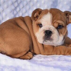 Beautiful English Bulldog puppies whatsapp:+44-7543-470-027 | PostAds PH