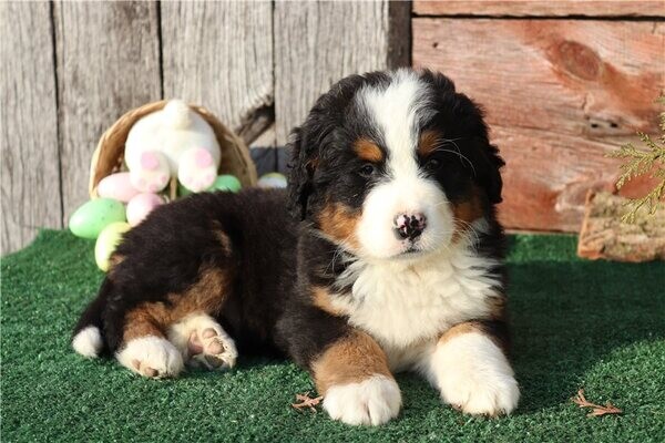 Beautiful Bernese Mountain Dog puppies whatsapp:+44-7543-470-027