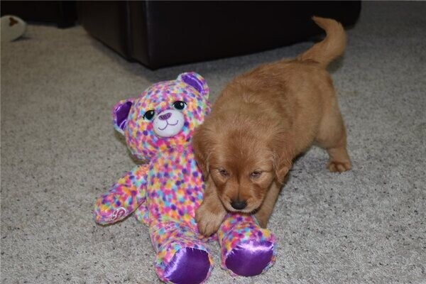 Beautiful Golden Retriever puppies whatsapp:+44-7543-470-027
