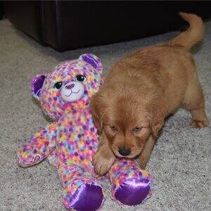 Beautiful Golden Retriever puppies whatsapp:+44-7543-470-027 | PostAds PH