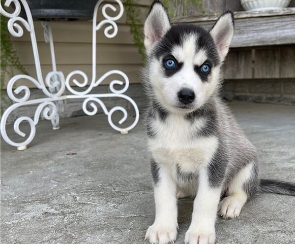 Beautiful Siberian Husky puppies whatsapp:+44-7543-470-027