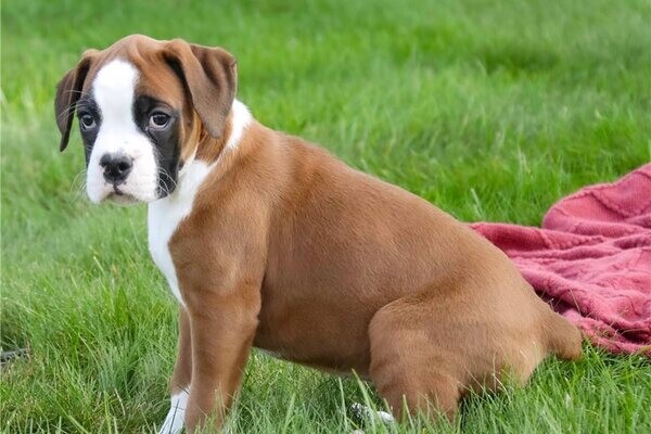 Beautiful Boxer puppies whatsapp:+44-7543-470-027