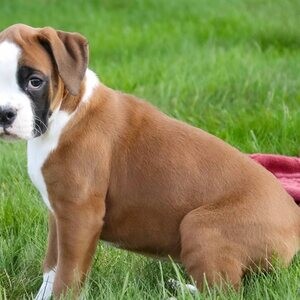 Beautiful Boxer puppies whatsapp:+44-7543-470-027 | PostAds PH