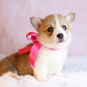 Beautiful Pembroke Welsh Corgi puppies whatsapp:+44-7543-470-027 | PostAds PH