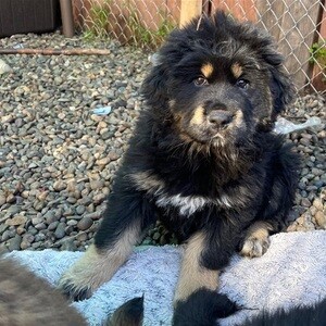 Beautiful Tibetan Mastiff puppies whatsapp:+44-7543-470-027 | PostAds PH