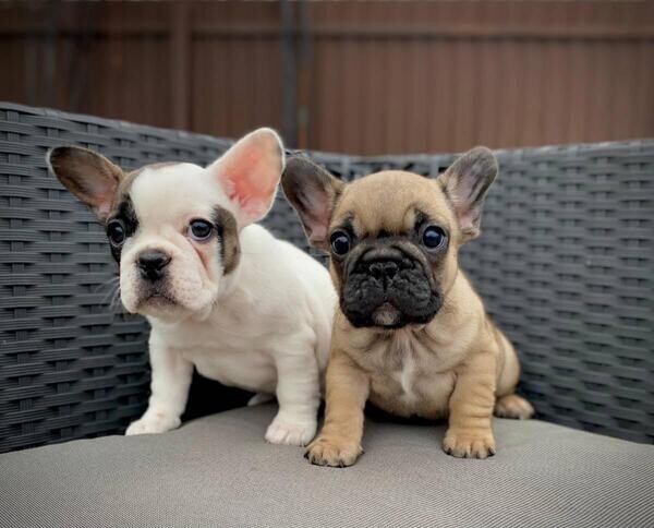 French Bulldog puppies whatsapp:+44-7543-470-027