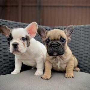 French Bulldog puppies whatsapp:+44-7543-470-027 | PostAds PH