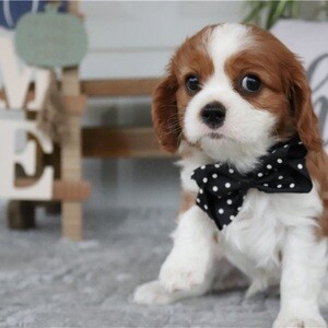 Cavalier King Charles Spaniel whatsapp:+44-7543-470-027 | PostAds PH