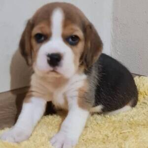 Beautiful Beagle pups whatsapp:+44-7543-470-027 | PostAds PH