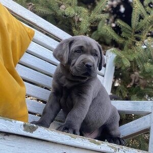 Beautiful Labrador Retriever puppies whatsapp:+44-7543-470-027 | PostAds PH