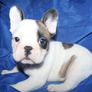 Available French Bulldog Puppies whatsapp:+44-7543-470-027 | PostAds PH
