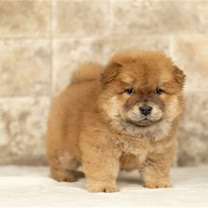 Beautiful Chow Chow puppies whatsapp:+44-7543-470-027 | PostAds PH