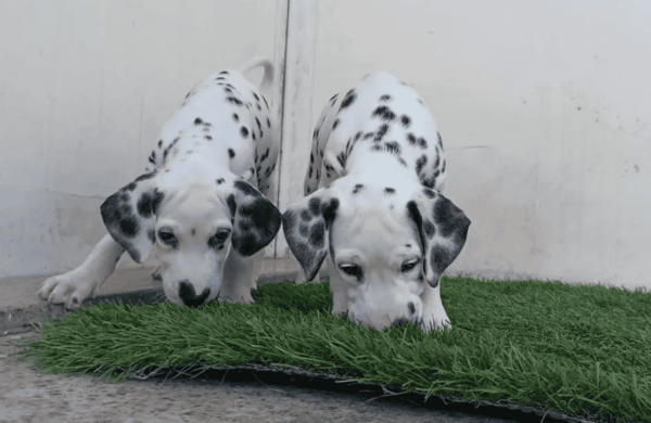 Dalmatian puppies whatsapp:+44-7543-470-027