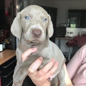 Weimaraner Puppies whatsapp:+44-7543-470-027 | PostAds PH