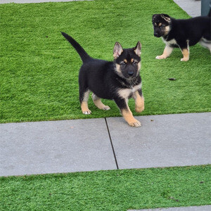 Lovely German Shepherd Puppies whatsapp:+44-7543-470-027 | PostAds PH
