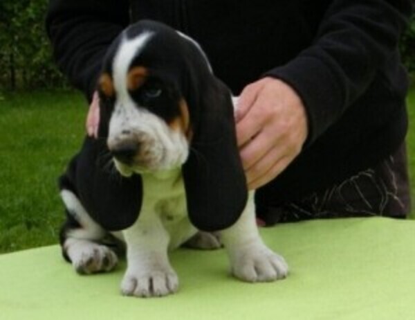 Amazing Male and female basset hound puppies whatsapp:+44-7543-470-027