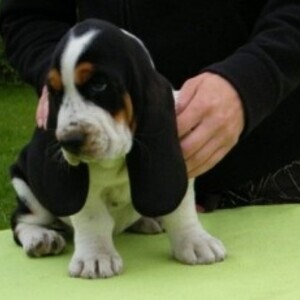 Amazing Male and female basset hound puppies whatsapp:+44-7543-470-027 | PostAds PH