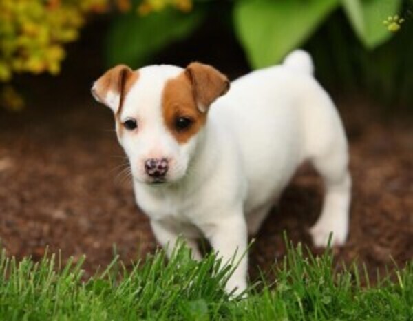 Jack Russell Terrier puppies whatsapp:+44-7543-470-027