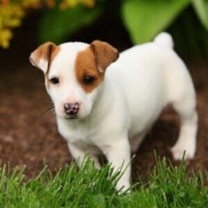 Jack Russell Terrier puppies whatsapp:+44-7543-470-027 | PostAds PH