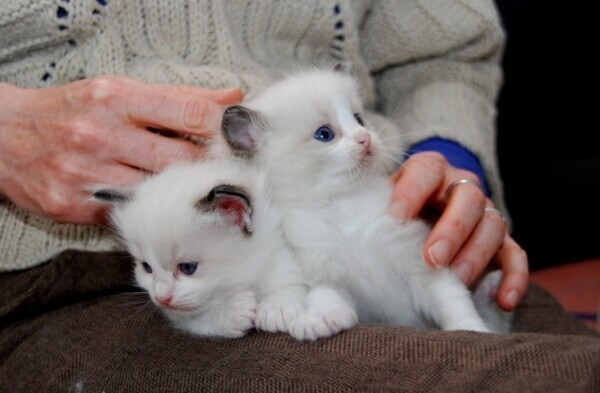 Adorable Ragdoll Kittens whatsapp:+44-7543-470-027
