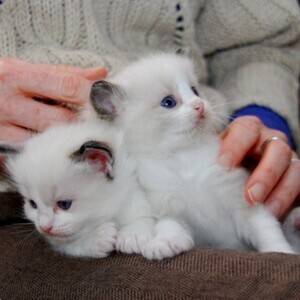 Adorable Ragdoll Kittens whatsapp:+44-7543-470-027 | PostAds PH