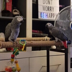 Healthy African Grey Parrot whatsapp:+44-7543-470-027 | PostAds PH