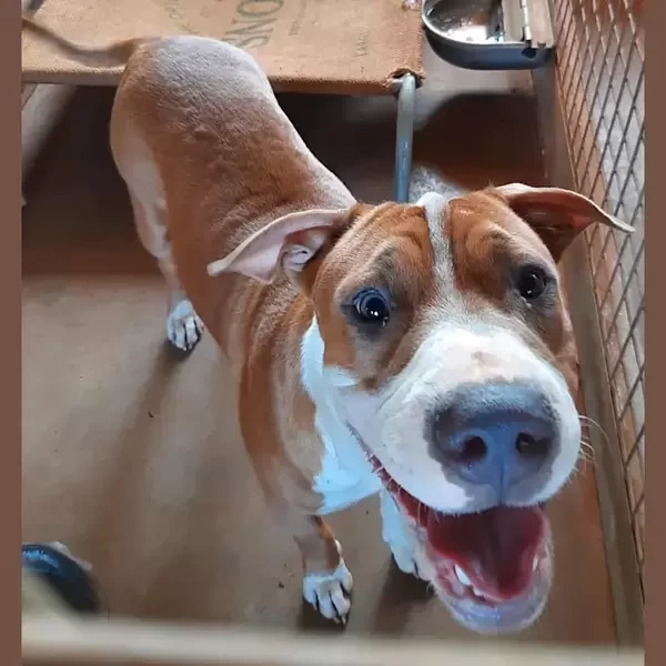 Medium Male Mixed breed Dog gf