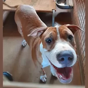Medium Male Mixed breed Dog gf | PostAds PH