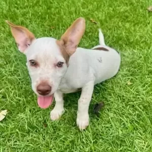 Small Male Mixed breed Dog | PostAds PH