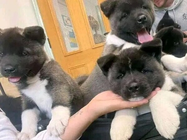 Akita puppies