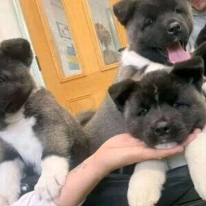 Akita puppies | PostAds PH