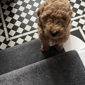 Miniature Labradoodle | PostAds PH