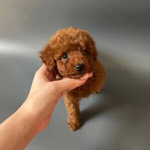 Toy poodles | PostAds PH