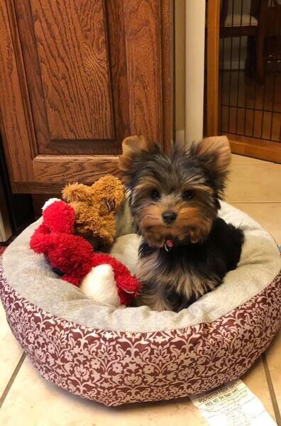 Yorkie puppy’s 