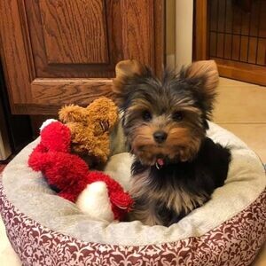 Yorkie puppy’s | PostAds PH