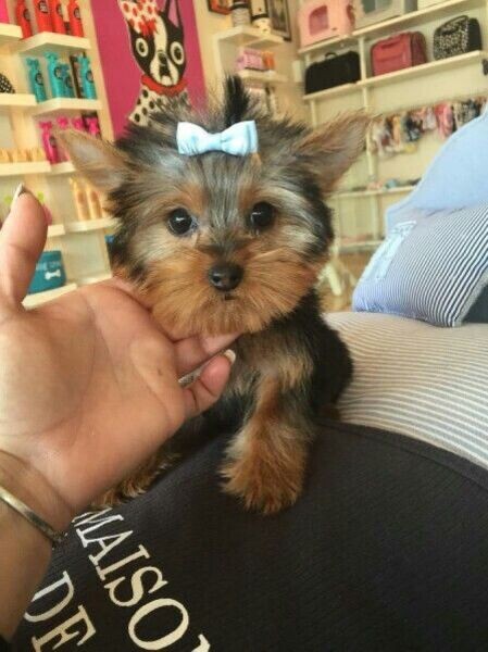 Yorkie puppy 
