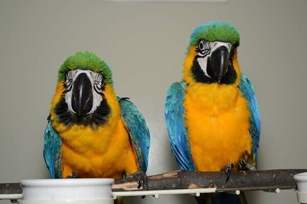 Blue and gold macaws WhatsApp:+63-9455-189-371  Viber:+63-9455-189-371