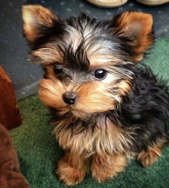 Yorkies ppupy 