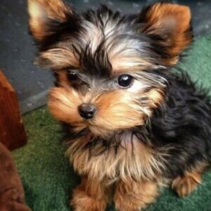 Yorkies ppupy | PostAds PH