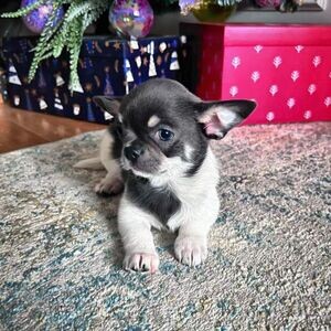Chihuahua puppy | PostAds PH