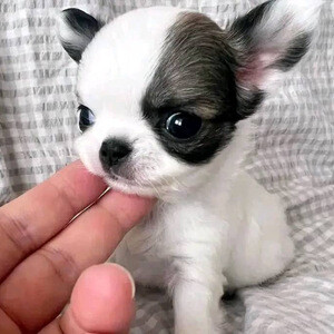 Lovely chihuahua | PostAds PH
