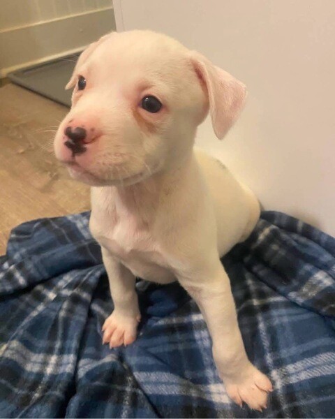 Adorable pitbull puppies 