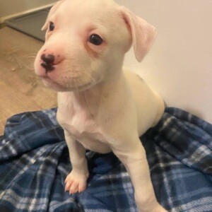 Adorable pitbull puppies | PostAds PH