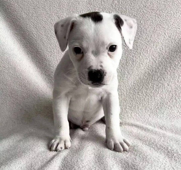 simple pitbull puppies 