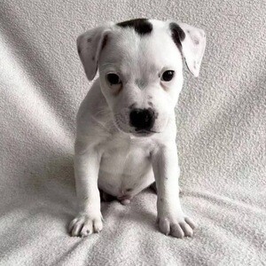 simple pitbull puppies | PostAds PH