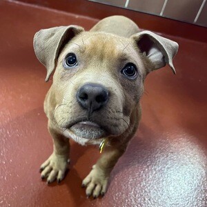 Pit bull puppy | PostAds PH