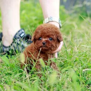 Poodle puppy | PostAds PH