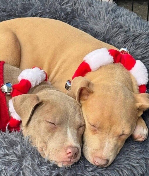 Adorable pitbull 