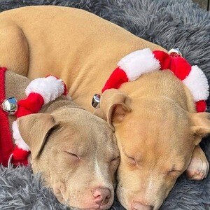 Adorable pitbull | PostAds PH
